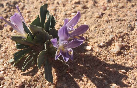 Image of Babiana flabellifolia Harv. ex Klatt