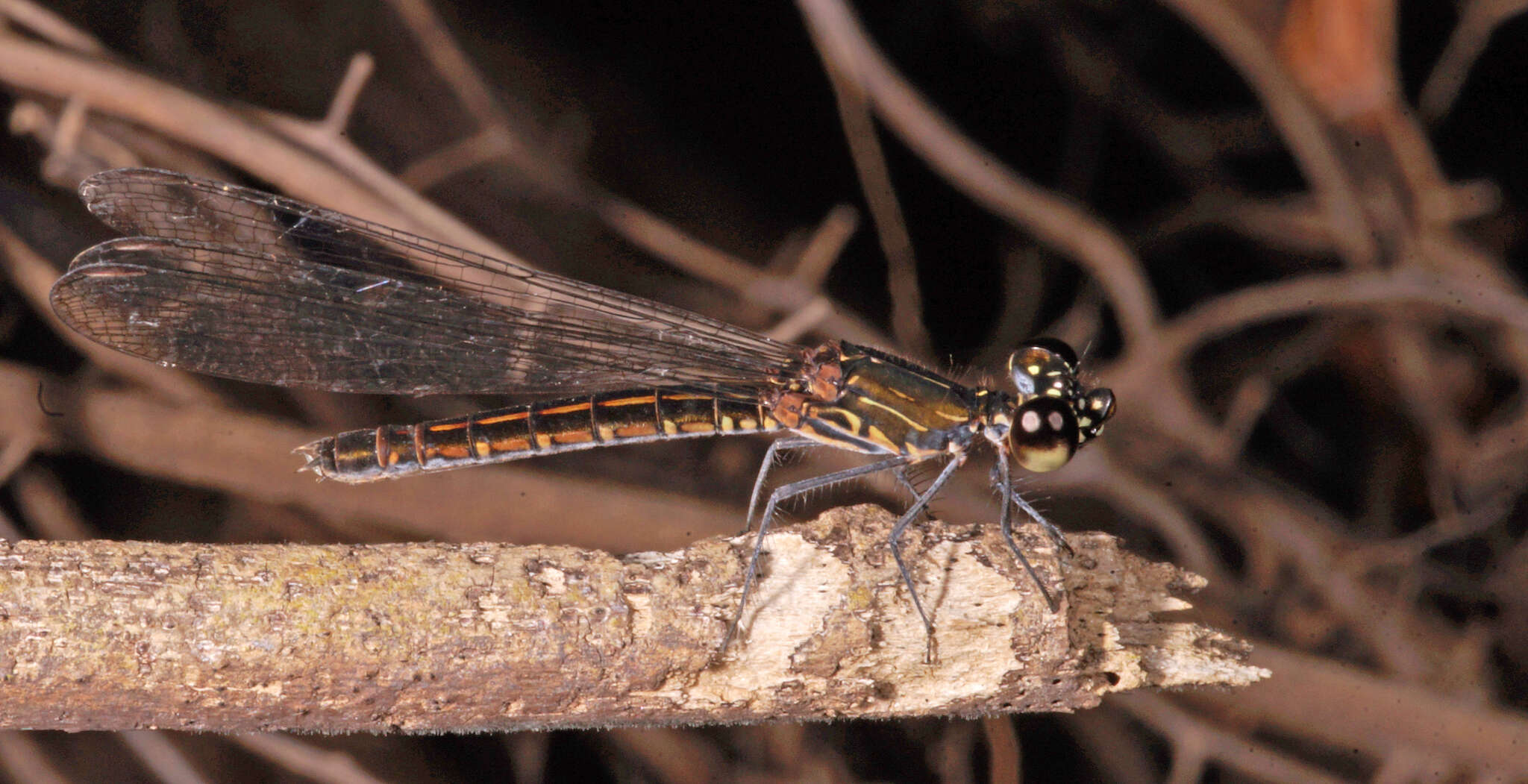 Image of Libellago hyalina (Selys 1859)