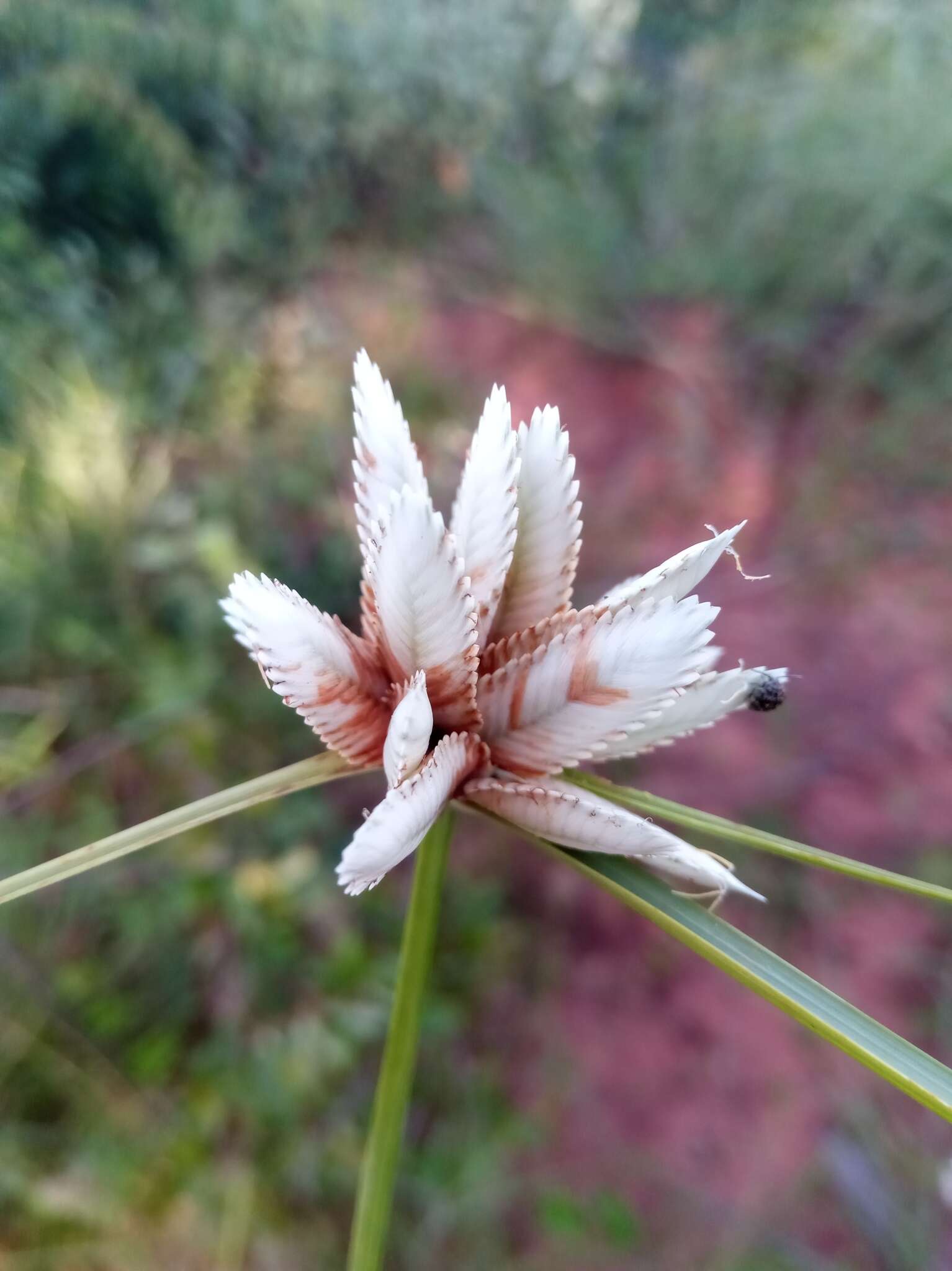 Image of Cyperus niveus Retz.