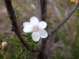 Image of Ricinocarpos bowmanii F. Muell.