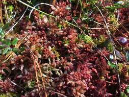 Imagem de <i>Sphagnum medium</i>