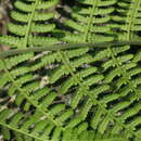 Image de Athyrium brevifrons Nakai ex Kitag.