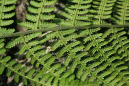 Image of Athyrium brevifrons Nakai ex Kitag.