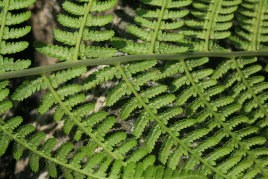 Athyrium brevifrons Nakai ex Kitag.的圖片