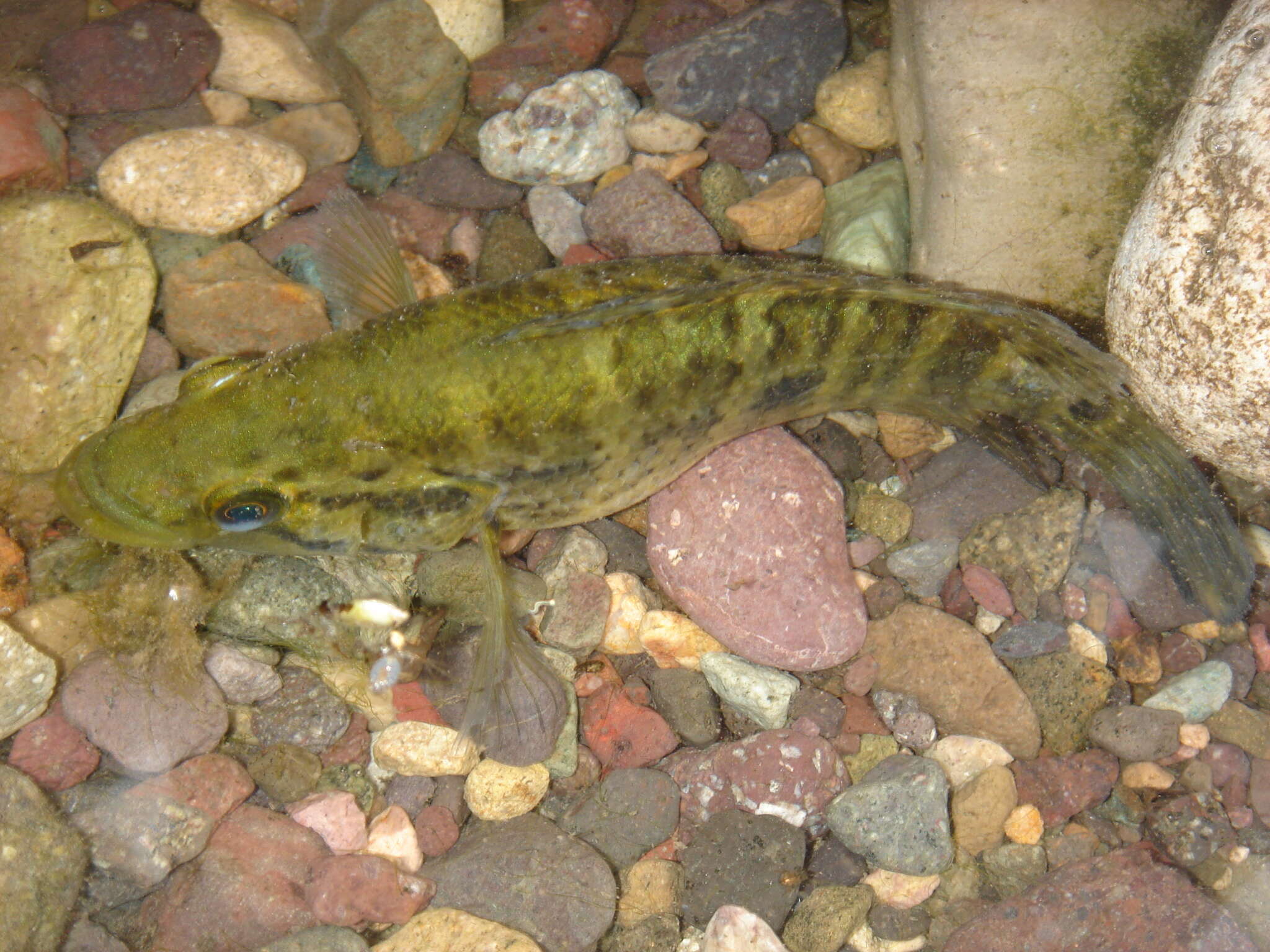 Image of Monarch Cichlid