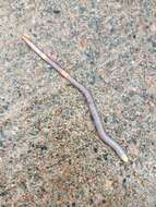 Image of Woodland blue worm