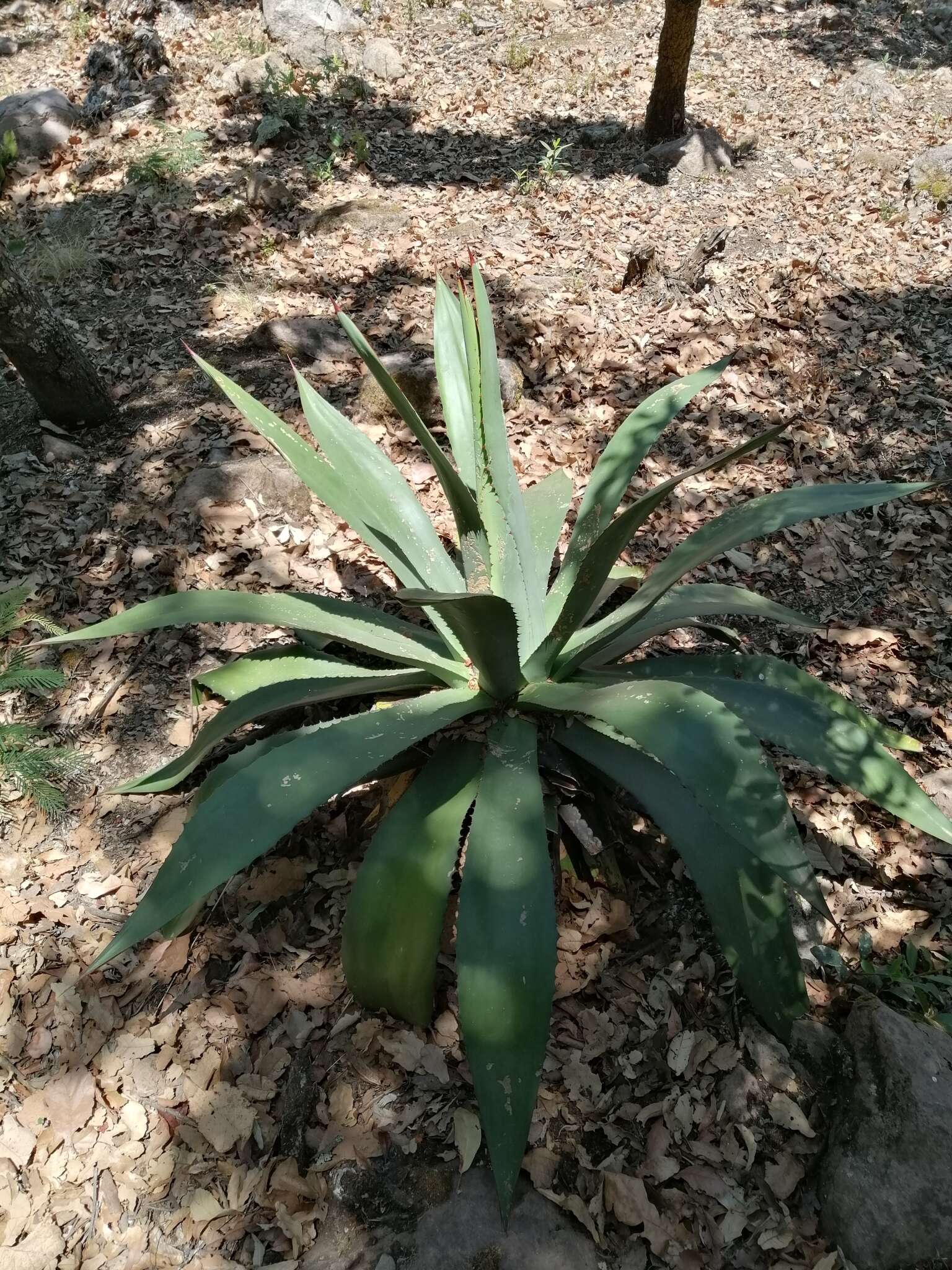 Image of Agave inaequidens subsp. inaequidens