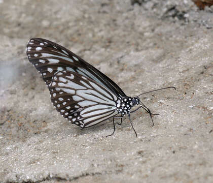 Imagem de Parantica aglea melanoides