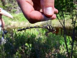 Image of Delta-spotted Spiketail