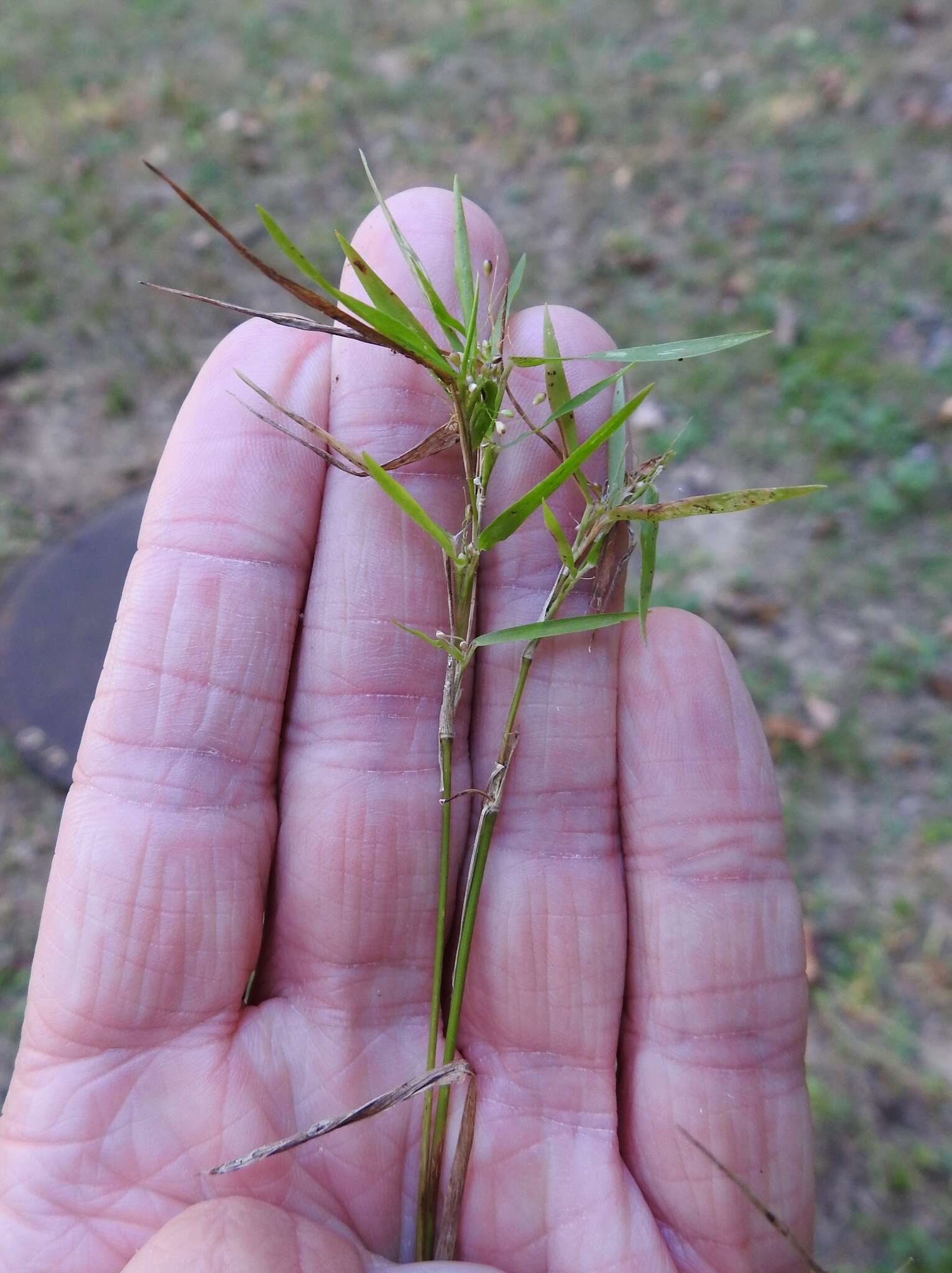 Panicum sphaerocarpon Elliott resmi