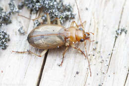 Image of Nebria (Reductonebria) diversa Le Conte 1863