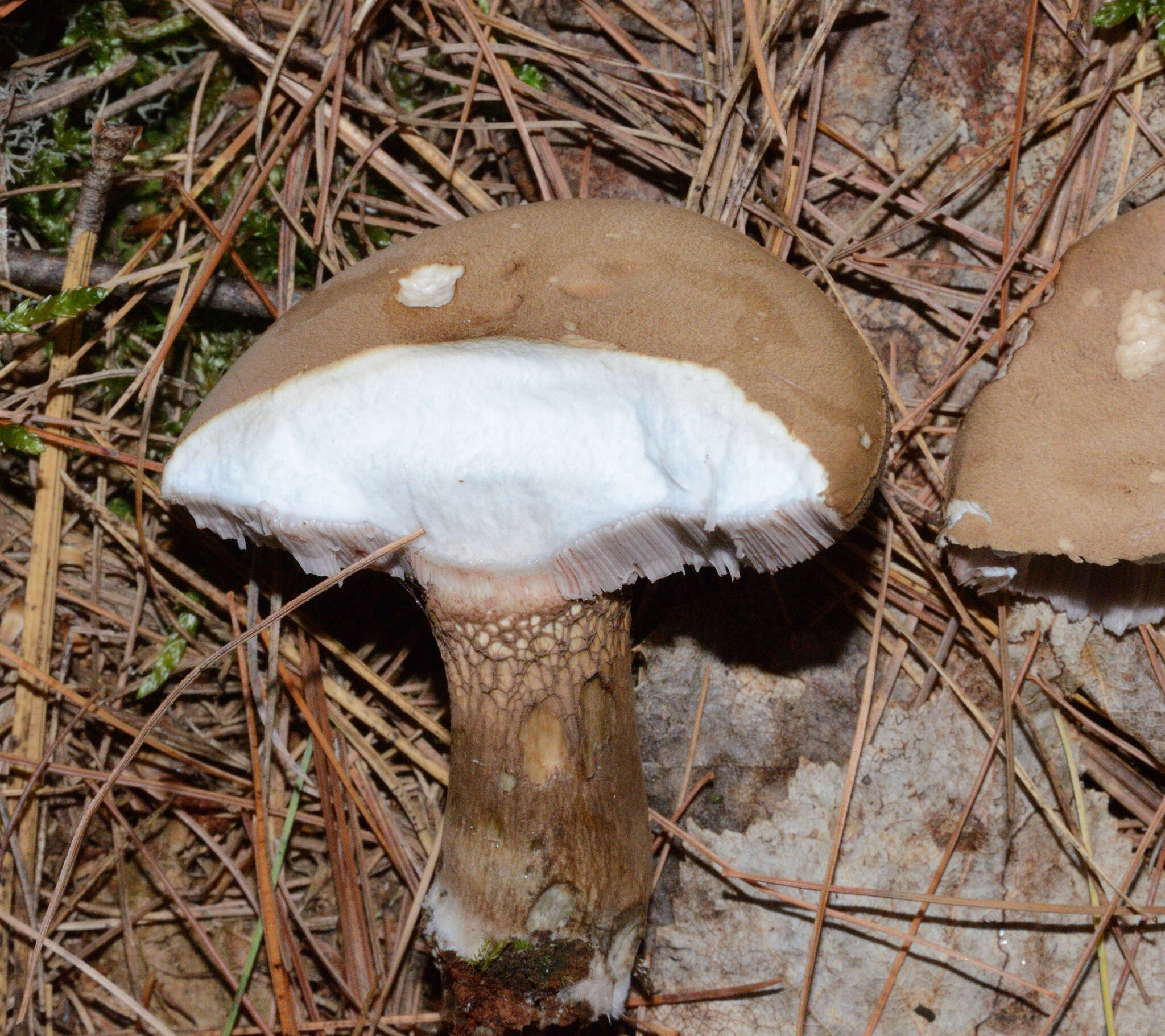 Image of Tylopilus felleus (Bull.) P. Karst. 1881