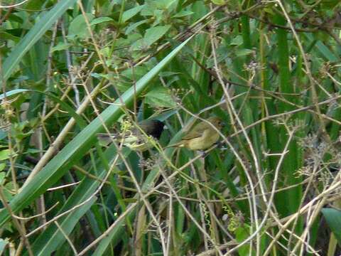 Image of Yellow-bellied Seedeater