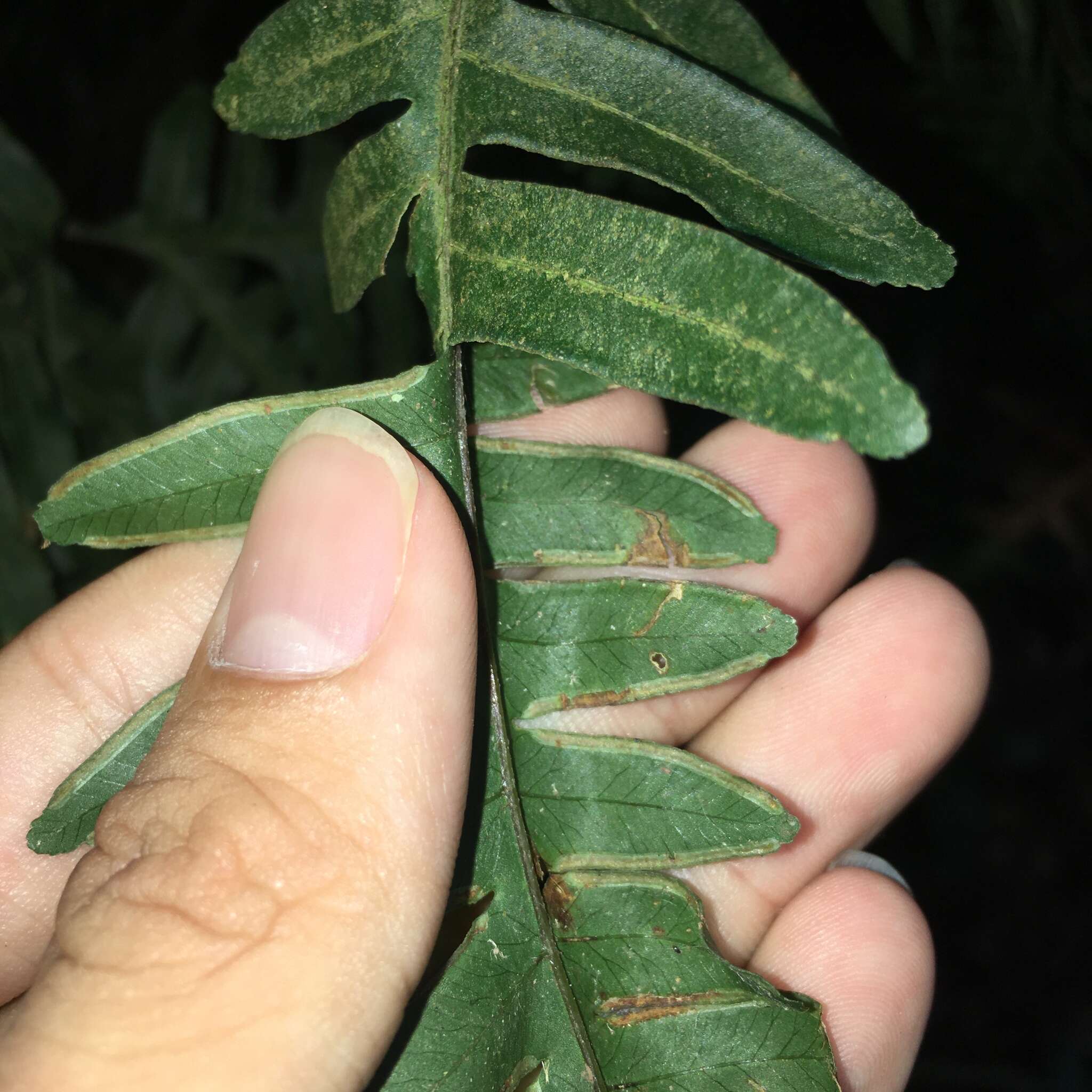 Слика од Pteris amoena Bl.