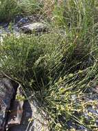 Imagem de Ephedra distachya subsp. helvetica (C. A. Mey.) Asch. & Graebn.