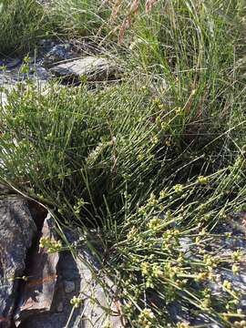 Image of Ephedra distachya subsp. helvetica (C. A. Mey.) Asch. & Graebn.