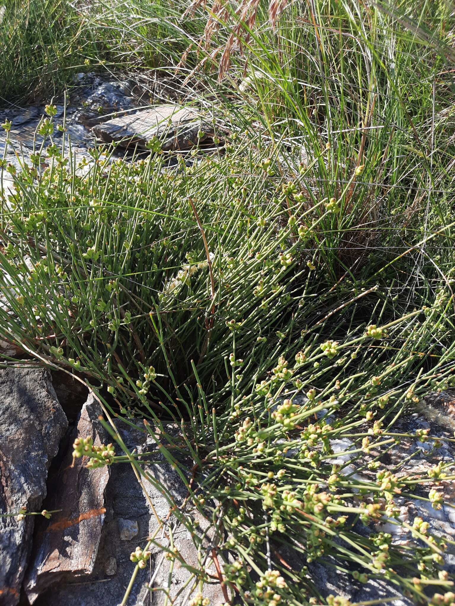 Image of Ephedra distachya subsp. helvetica (C. A. Mey.) Asch. & Graebn.