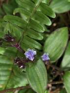 Image of Belosynapsis ciliata (Blume) R. S. Rao