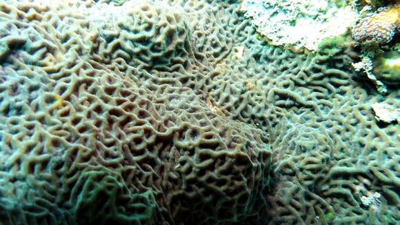 Image of Slender Lettuce Coral