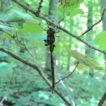 Image of Spotted Darners