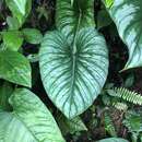 صورة Philodendron mamei André