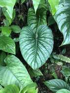 Image of Philodendron mamei André