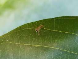 Image of Bronze Hopper