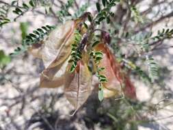 Image de Lessertia frutescens (L.) Goldblatt & J. C. Manning