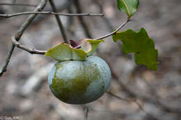 Image of Diospyros pruinosa Hiern