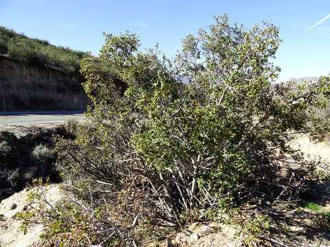 Imagem de Endotropis crocea (Nutt.) Hauenschild