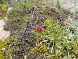 Image of longstalk clover