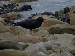 Haematopus moquini Bonaparte 1856 resmi