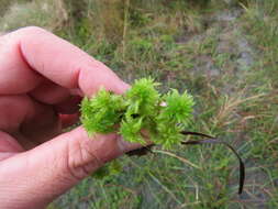 Imagem de Sphagnum cuspidatum Ehrhart ex G. F. Hoffmann 1796