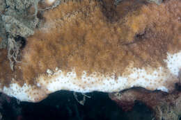 Image of pore coral