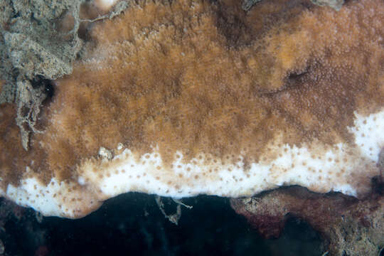 Слика од Montipora patula Verrill 1869