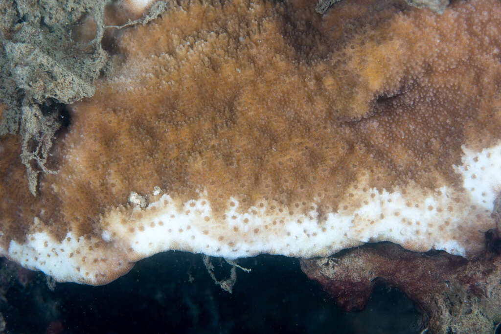 Montipora patula Verrill 1869的圖片