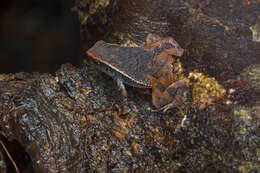 Image of Kalophrynus heterochirus Boulenger 1900