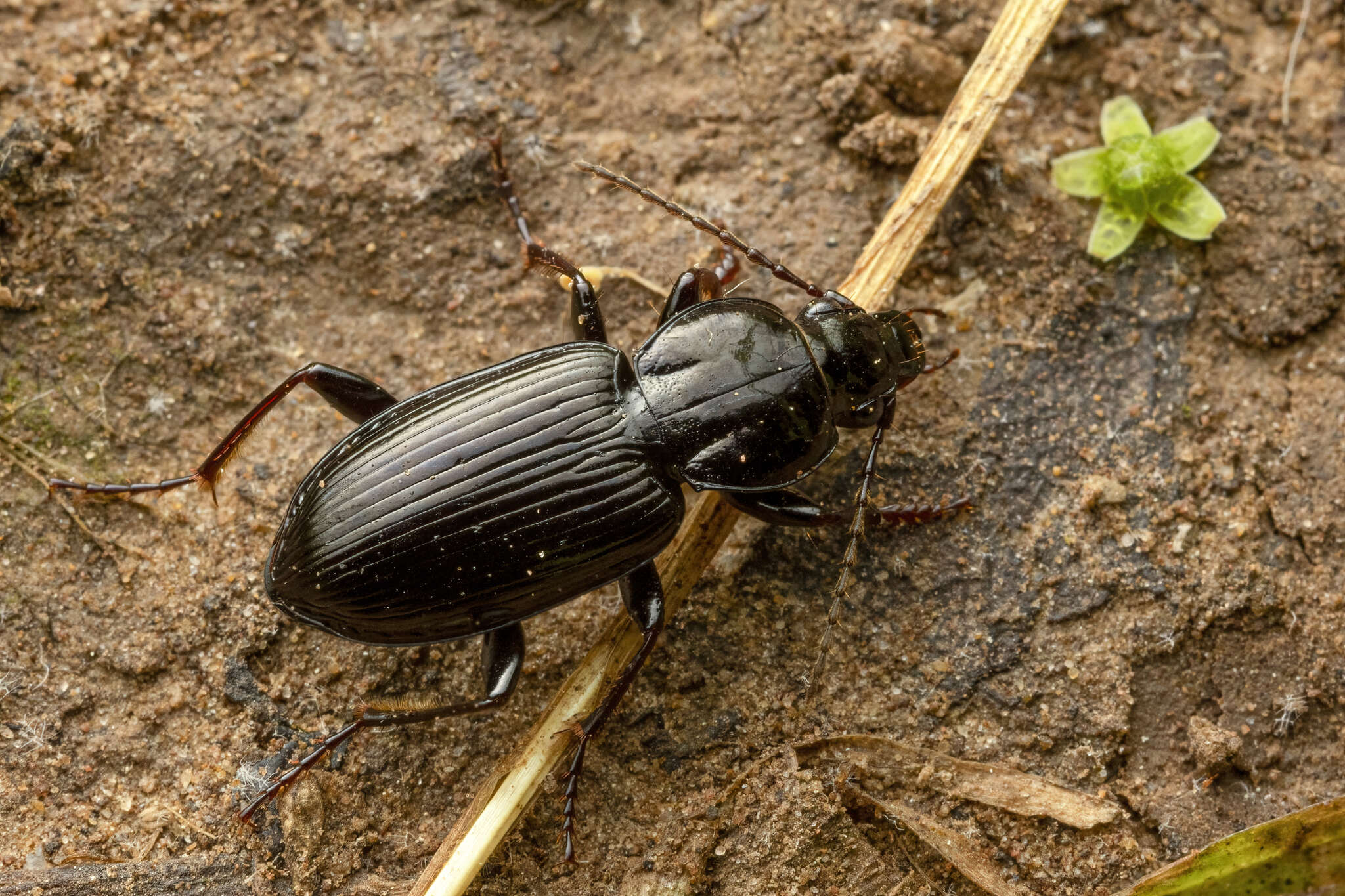 Image of Pterostichus (Bothriopterus) mutus (Say 1823)