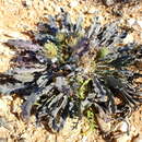 Image of Acanthopsis adamanticola H. M. Steyn