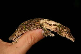 Image of Southern Flat-tail Gecko