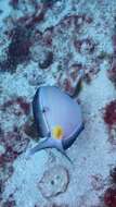 Image of Monrovia Surgeonfish