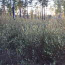 Image of Lonicera caerulea subsp. altaica (Pall.) Gladkova