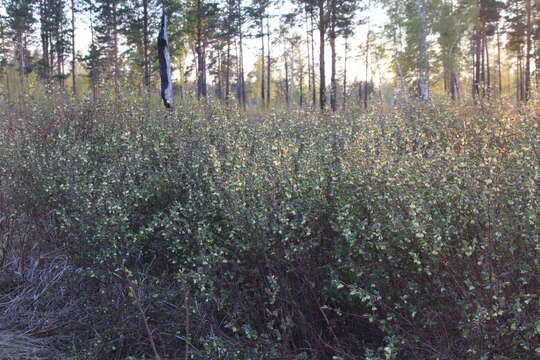 Image de Lonicera caerulea subsp. altaica (Pall.) Gladkova