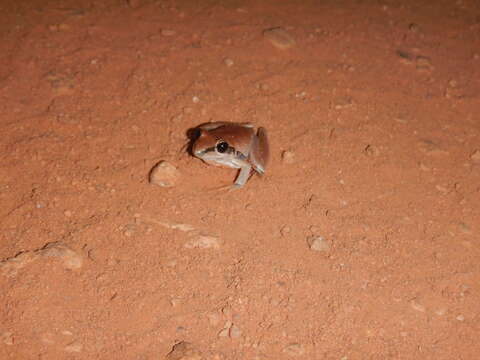 Image of Black-striped Treefrog