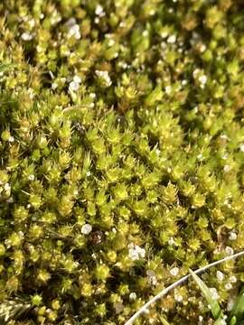 Image of bryum moss