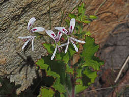 Imagem de <i>Pelargonium scabroide</i>