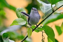 Image of Polioptila caerulea cozumelae Griscom 1926