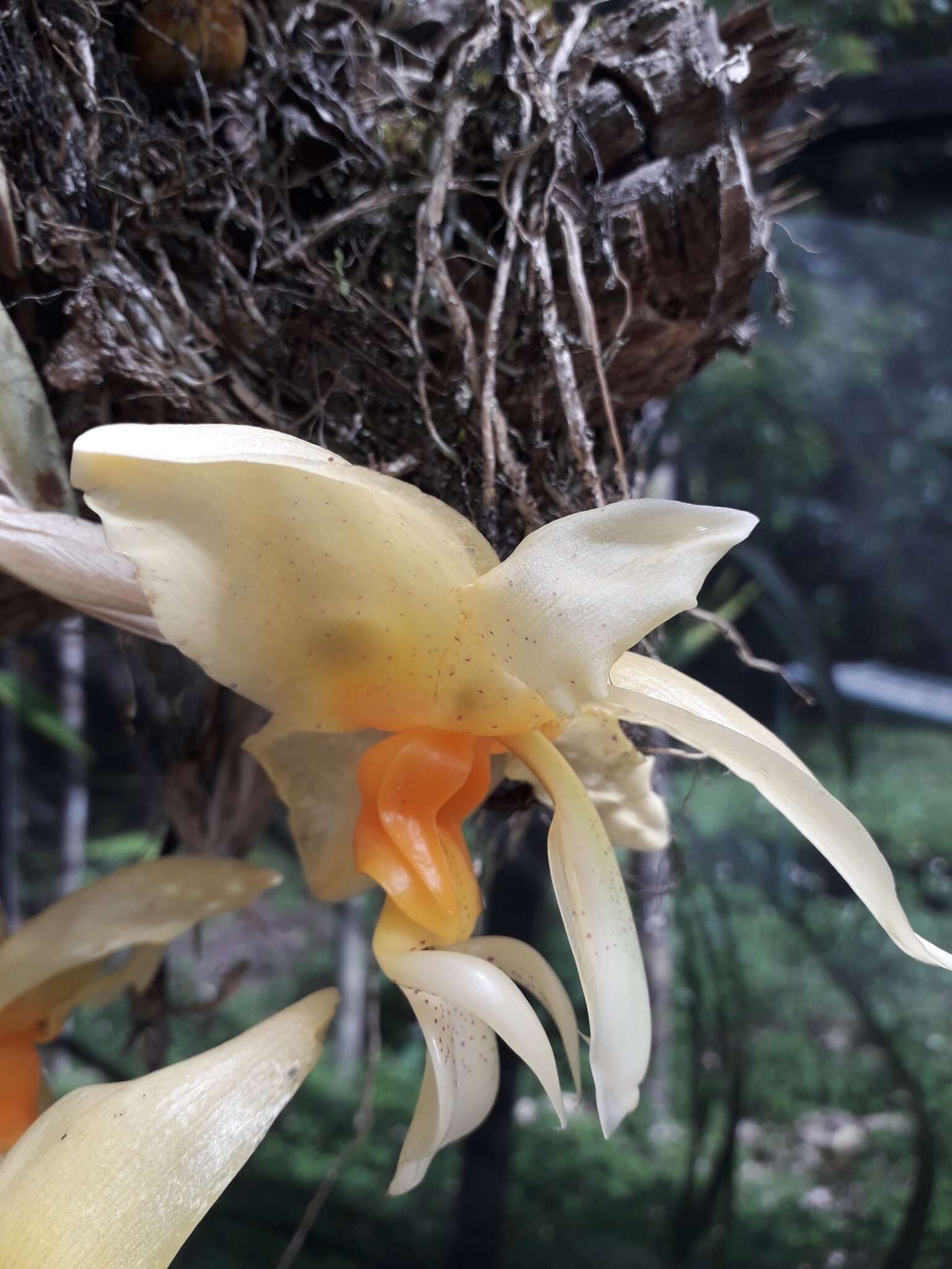 Image of Stanhopea graveolens Lindl.