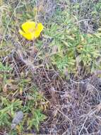 Image of Weed's mariposa lily