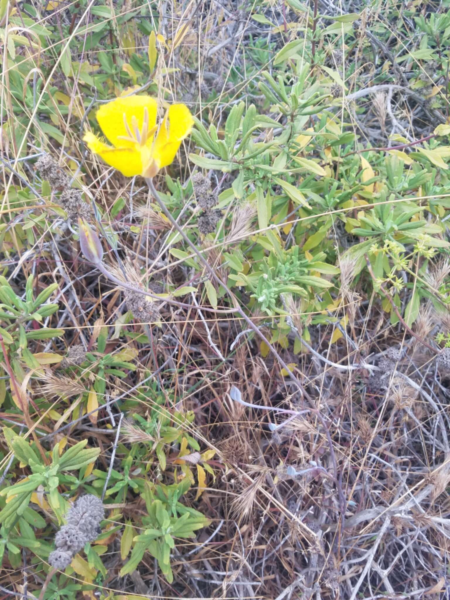 Image of Weed's mariposa lily